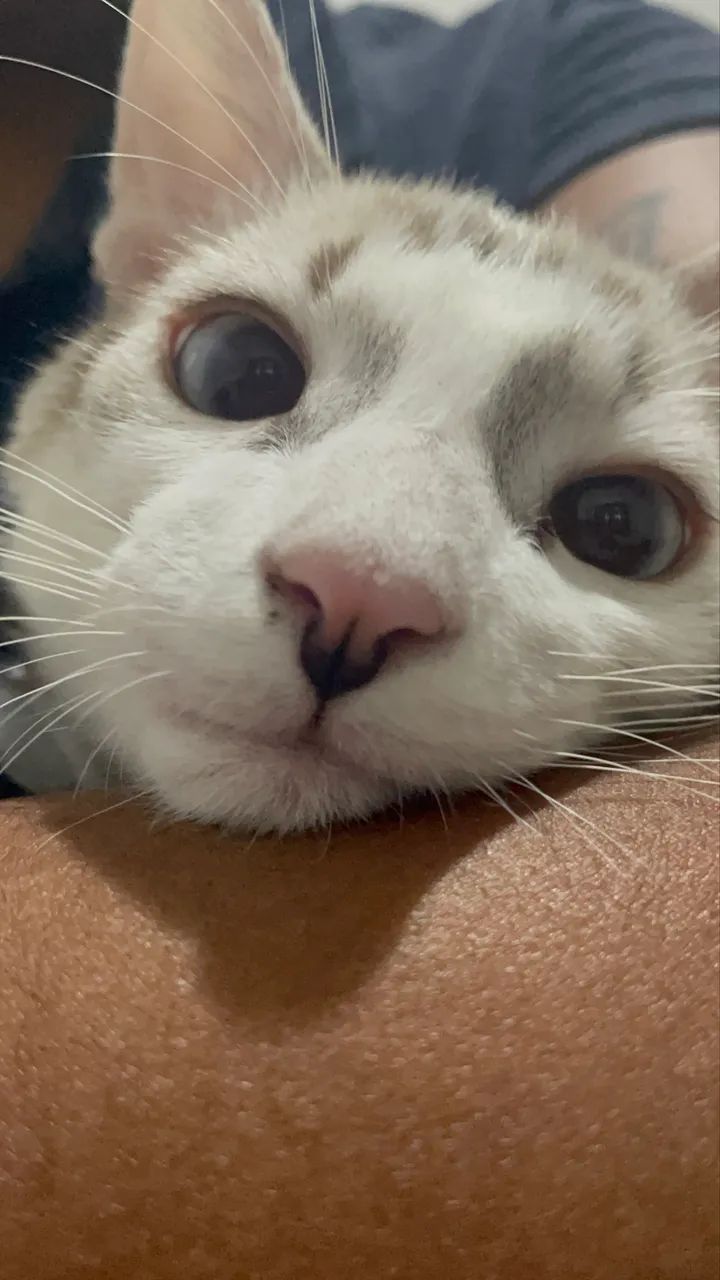 Gato para adoção 