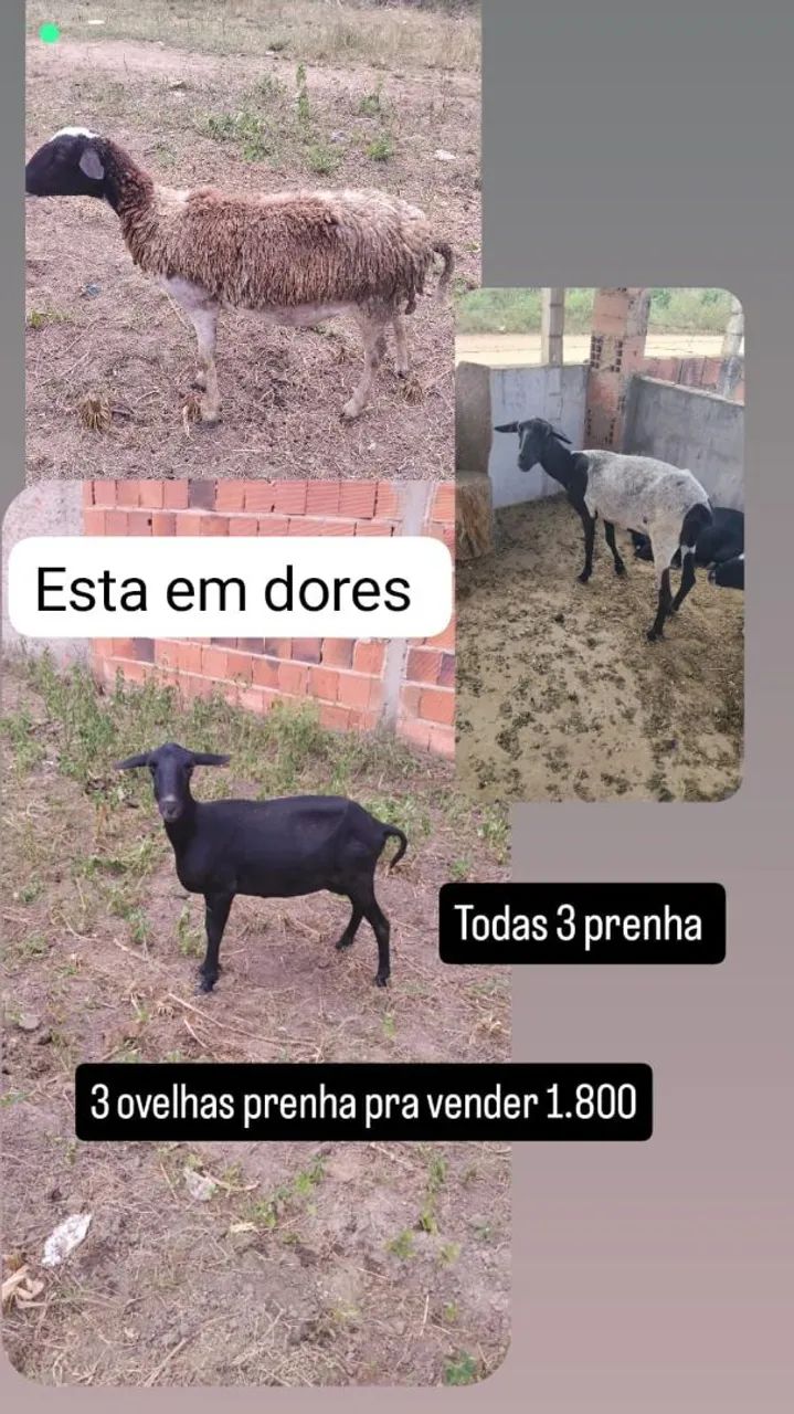 Ovelha 