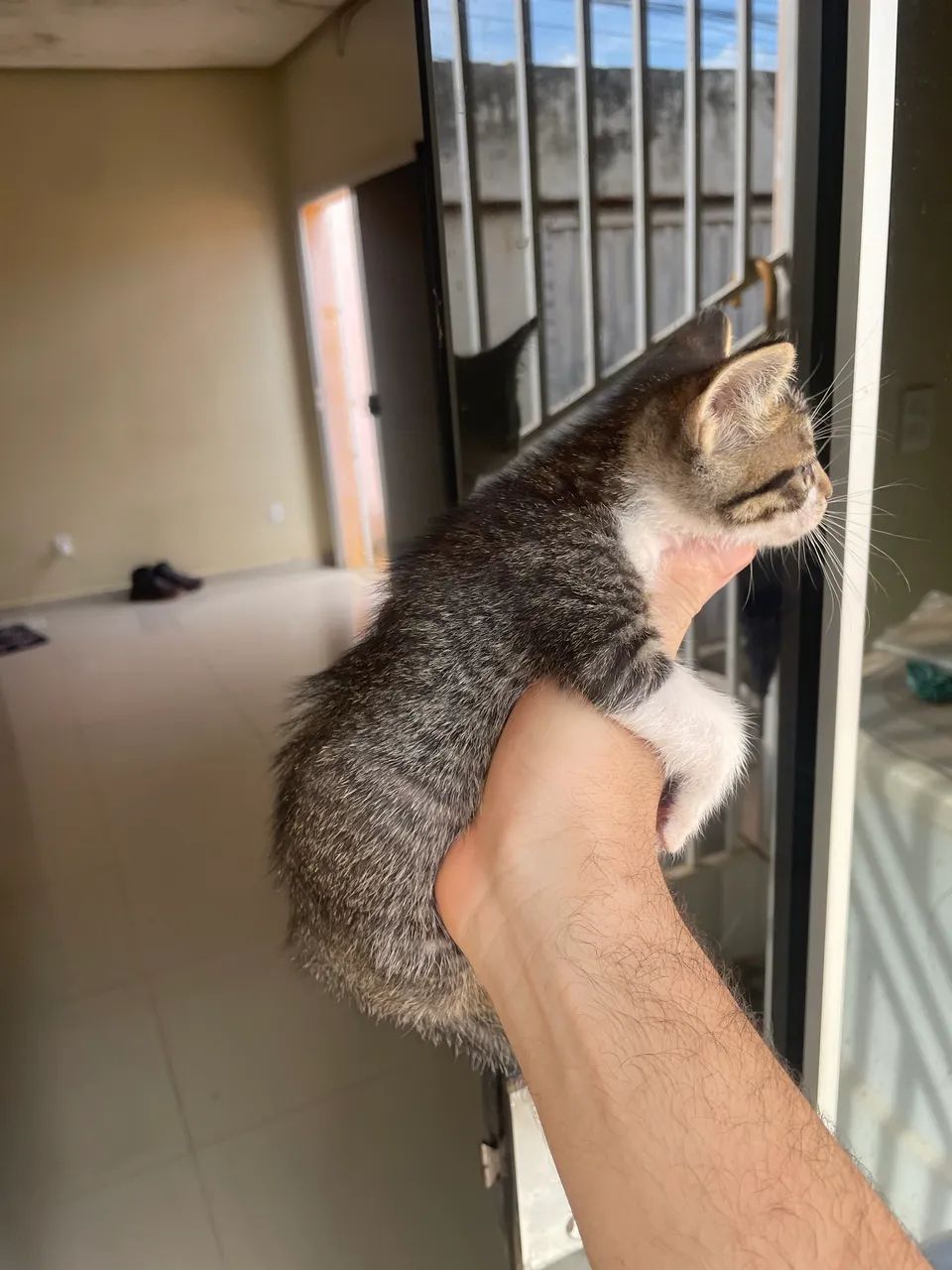 MACHO P/ DOAÇÃO - Foto 4