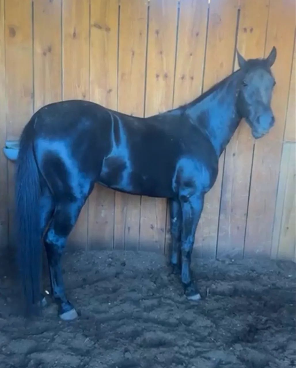 Cavalo - Foto 3