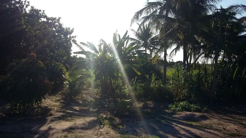 VENDE-SE SÍTIO COM APROXIMADAMENTE 40000M², MUNICÍPIO DE SOBRADO/PB - Foto 2