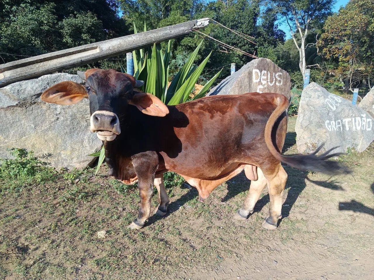 Mini boi - Foto 2