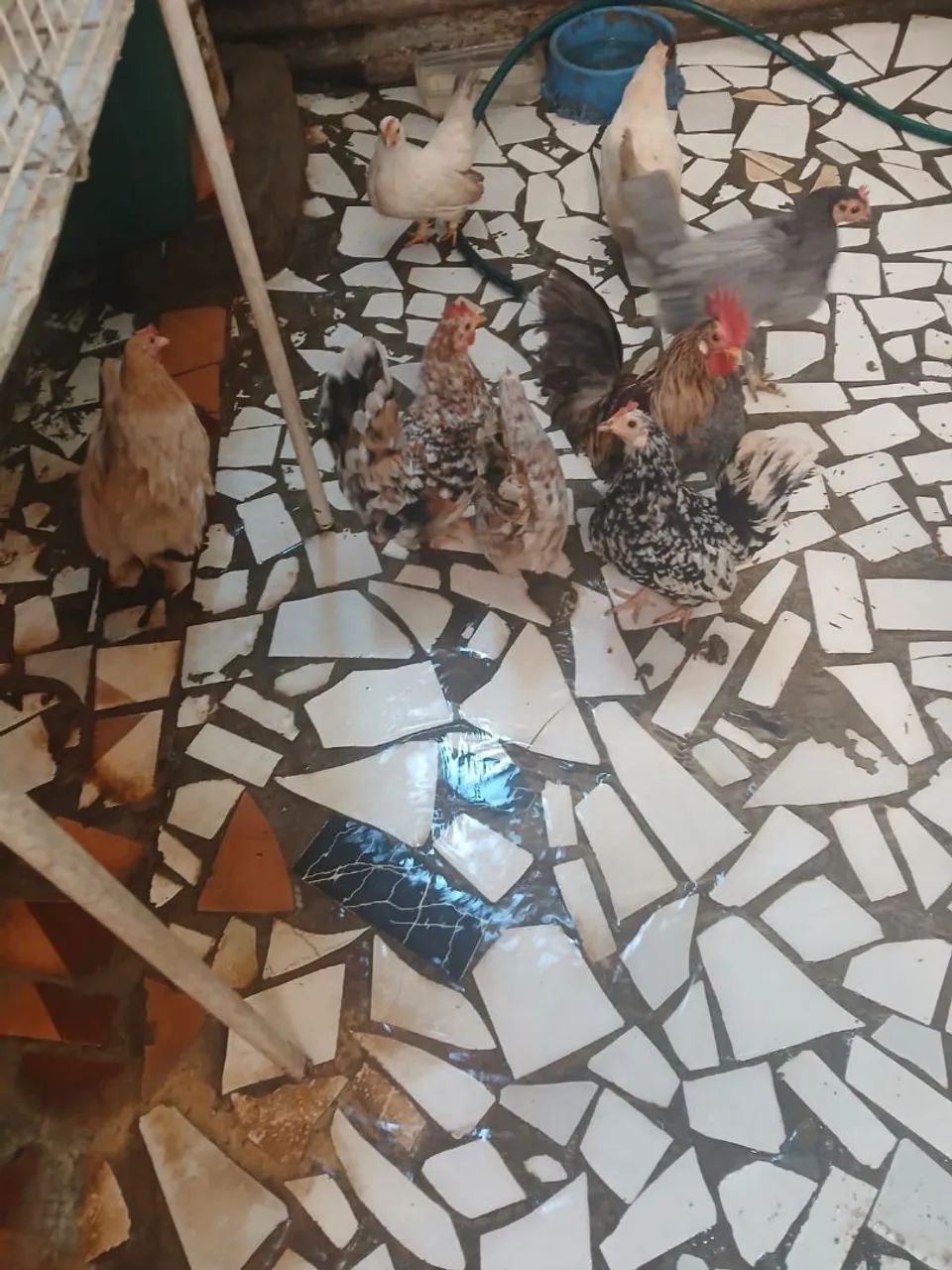 Lote de galinhas  - Foto 2