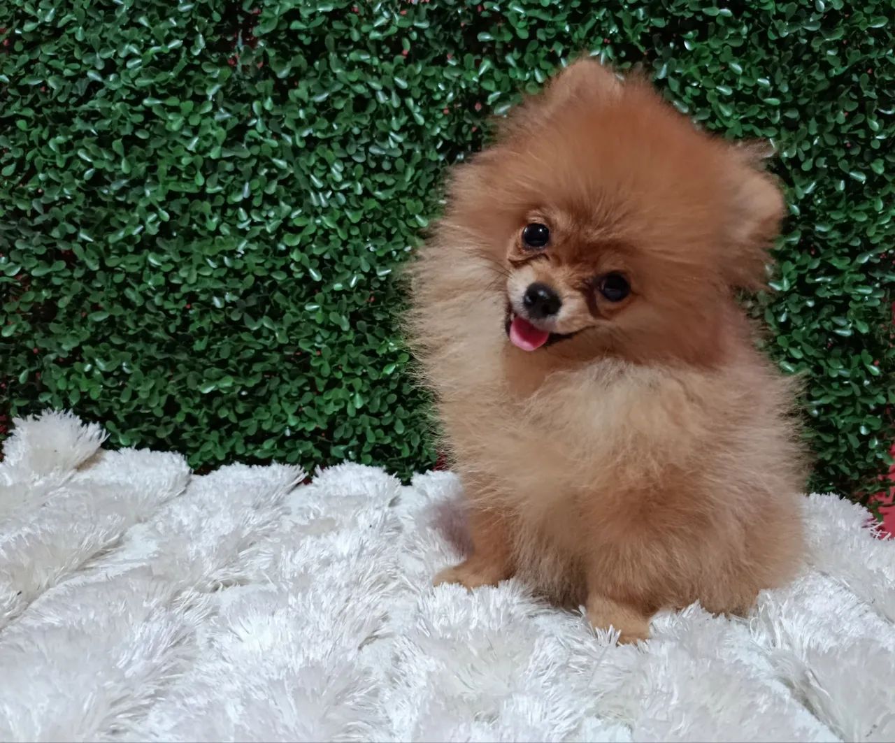 Spitz alemão macho  - Foto 3