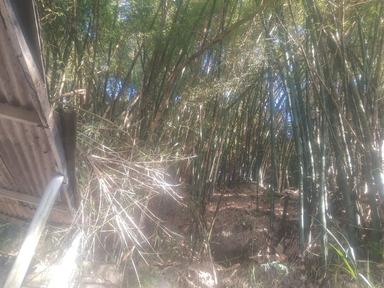 Varas de Bambu verde