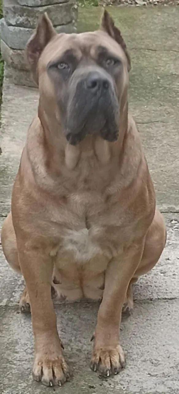 Filhotes de CANE CORSO - Foto 3