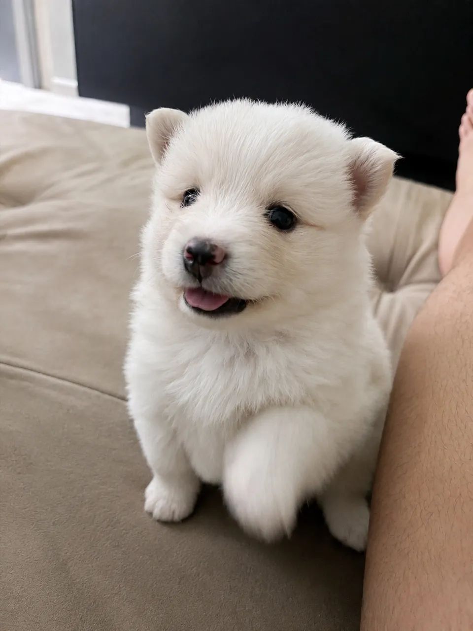 Spitz alemão 