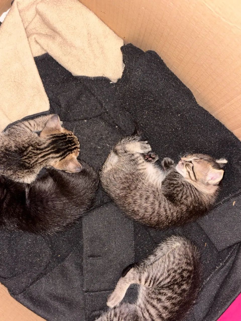 Gatos para doação 