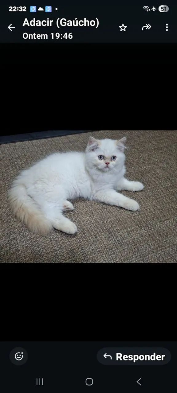Gato persa macho - Foto 2