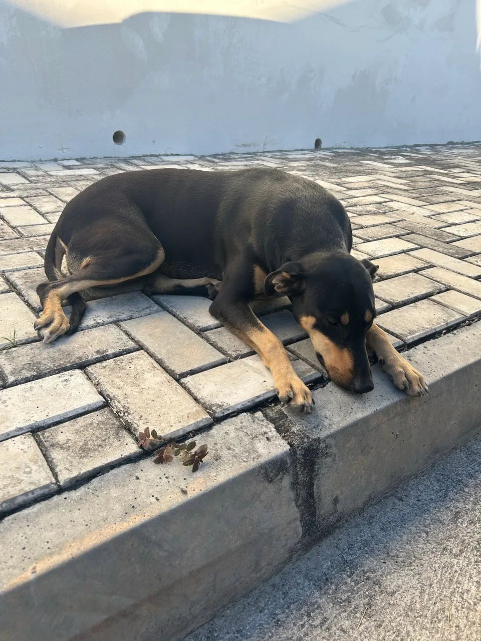 Doação de cadela  - Foto 3