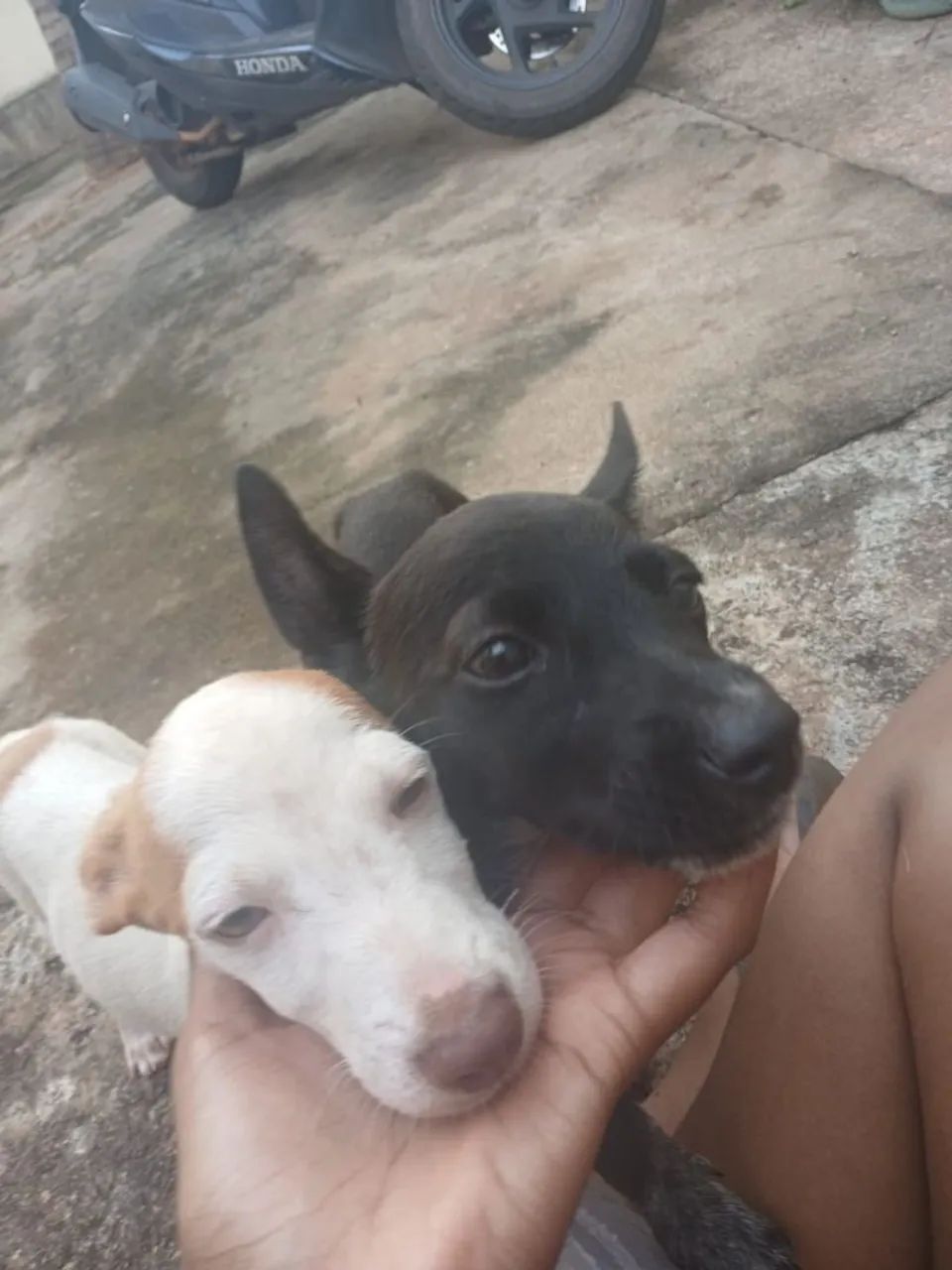 Para adoção ou lar temporário urgente - Foto 2