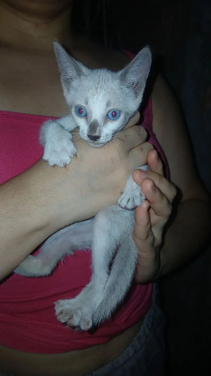 ANIMAIS PRA ADOÇÃO RESPONSÁVEL, CONSCIÊNTE E DEFINITIVA.  - Foto 5