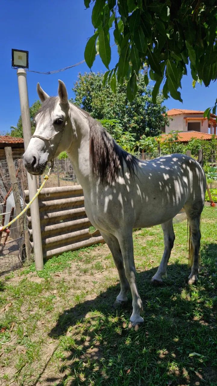 cavalo Manga larga marchador  - Foto 4