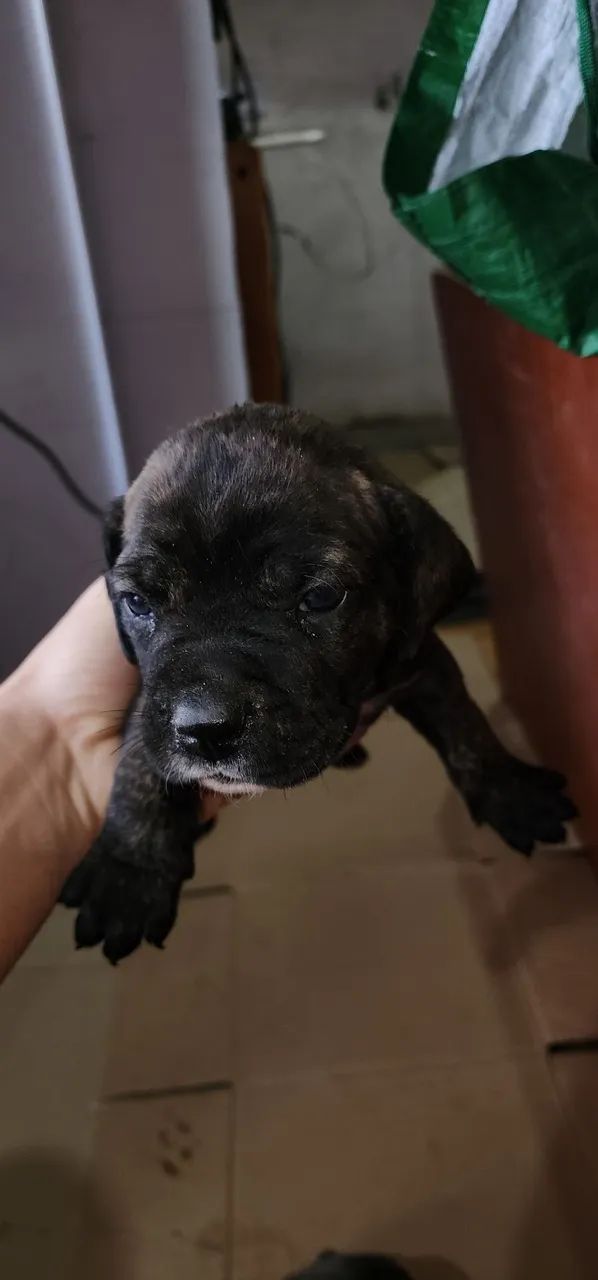 Cane corso - Foto 4