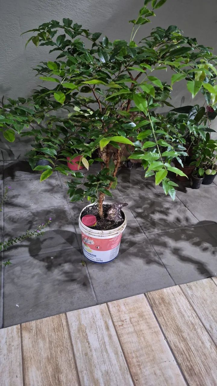 Jabuticaba  - Foto 2