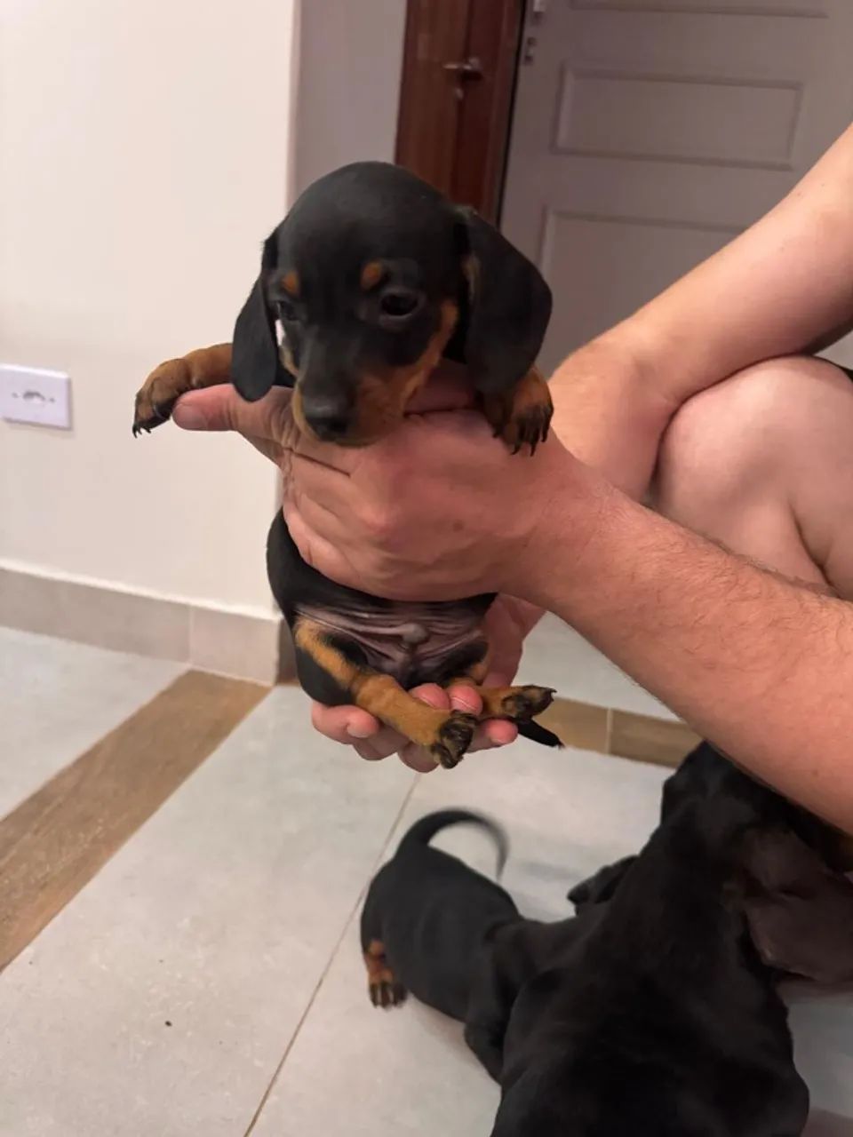 Filhotes de salsicha (dachsund) - Foto 3