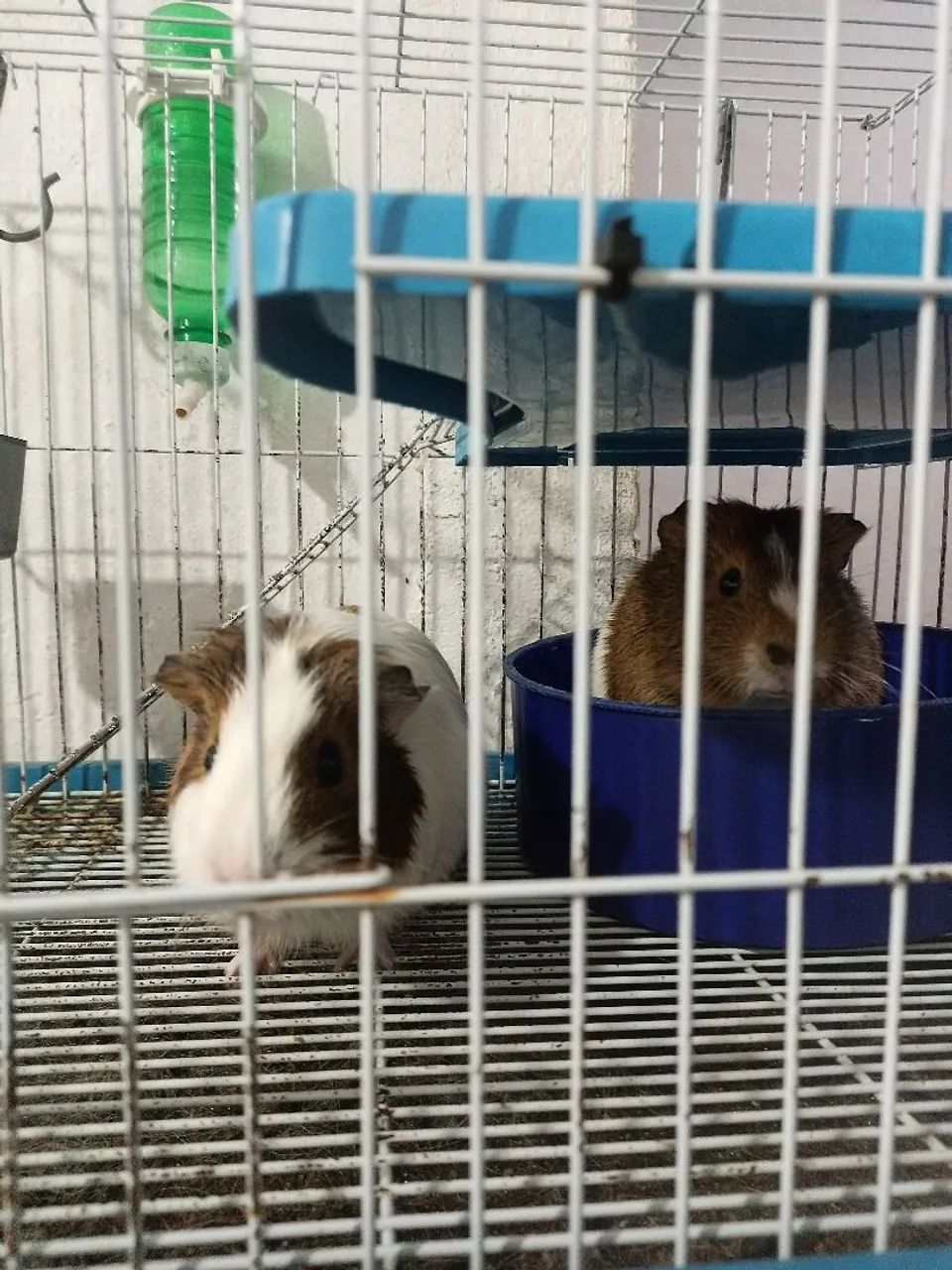 Vendo 2 Porquinhos da Índia 