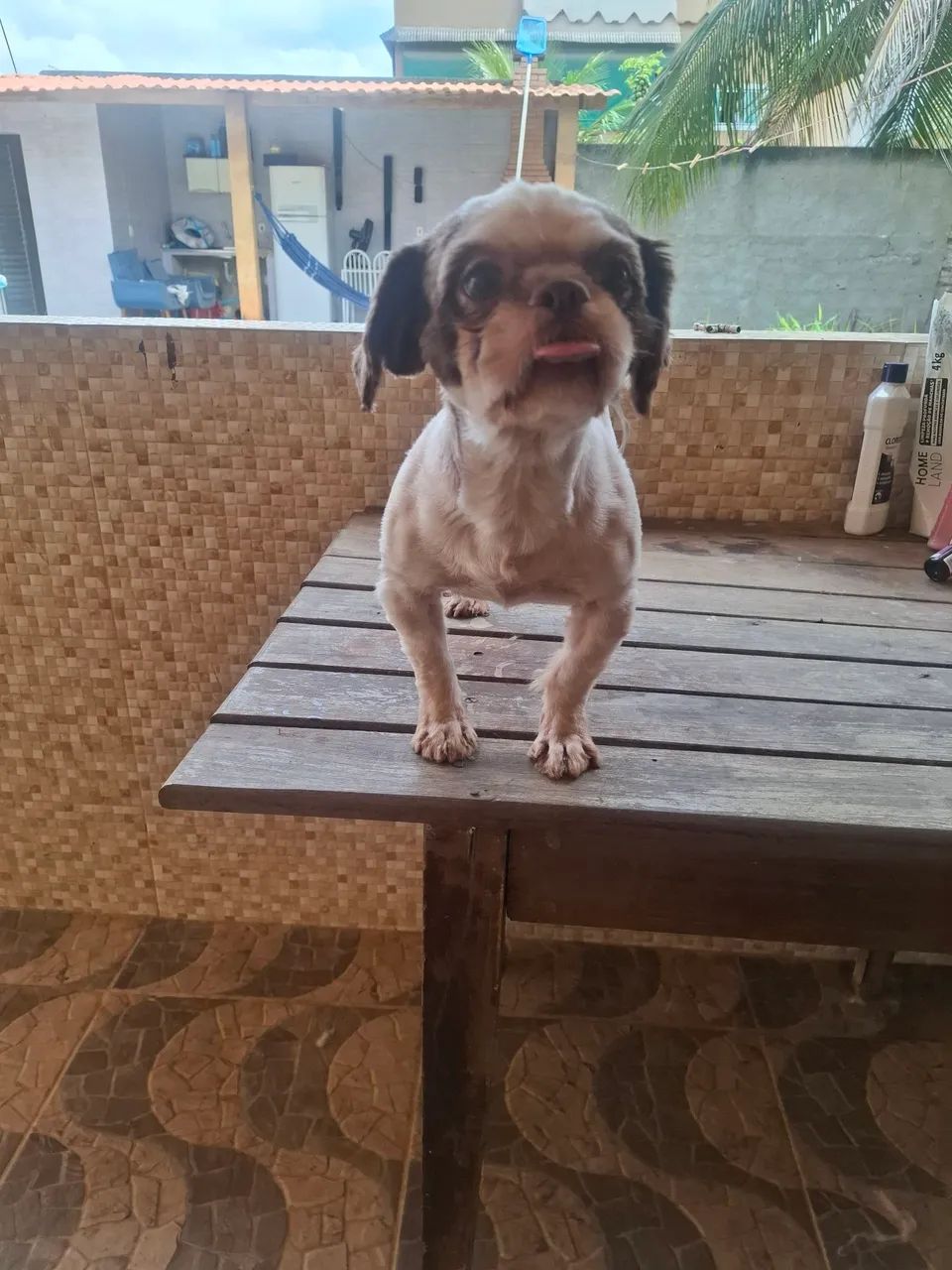 Cachorro  - Foto 2