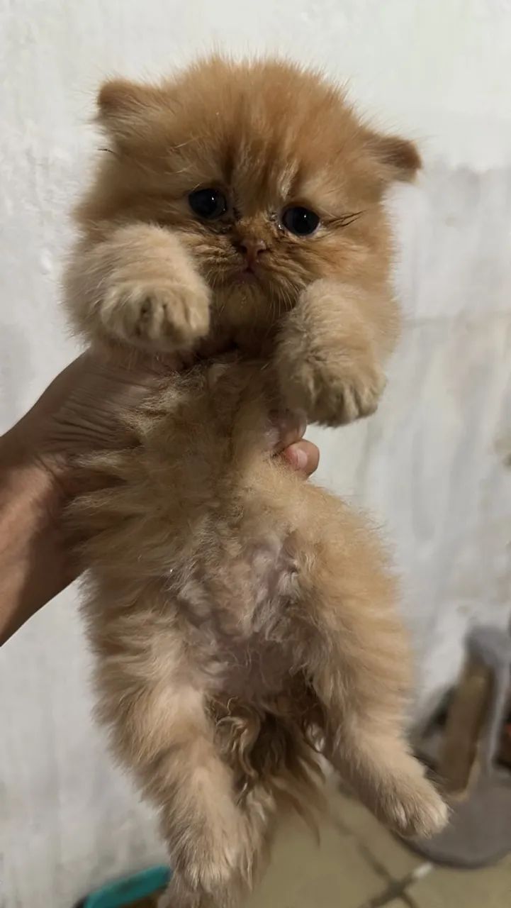 Vendo Gato Persa Legítimo  - Foto 4