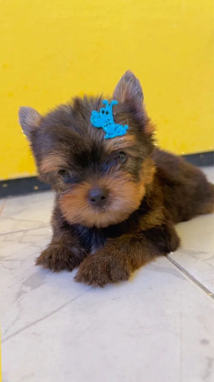 Yorkshire Terrier 