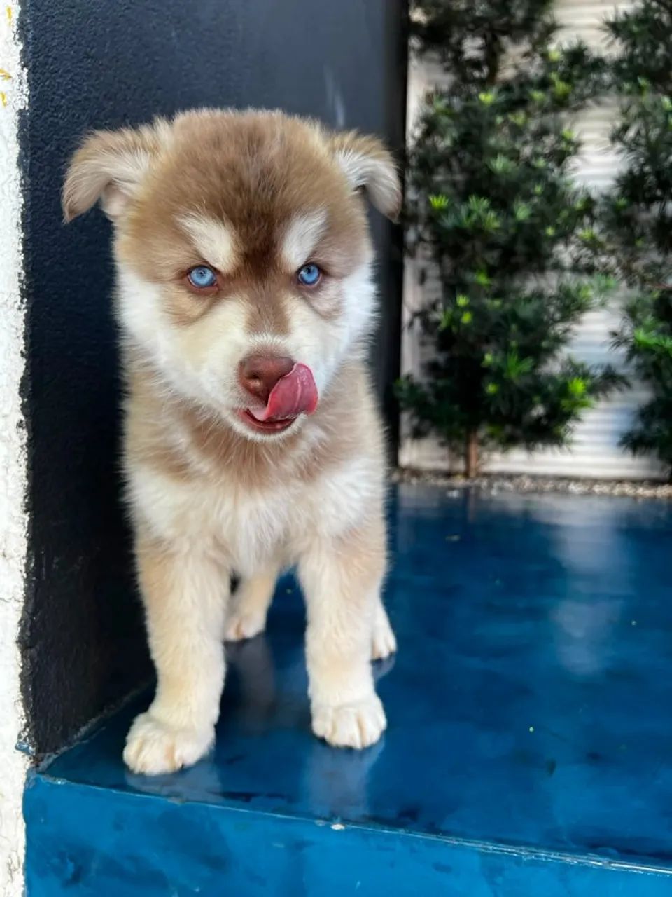 HUSKY SIBERIANO - Foto 2