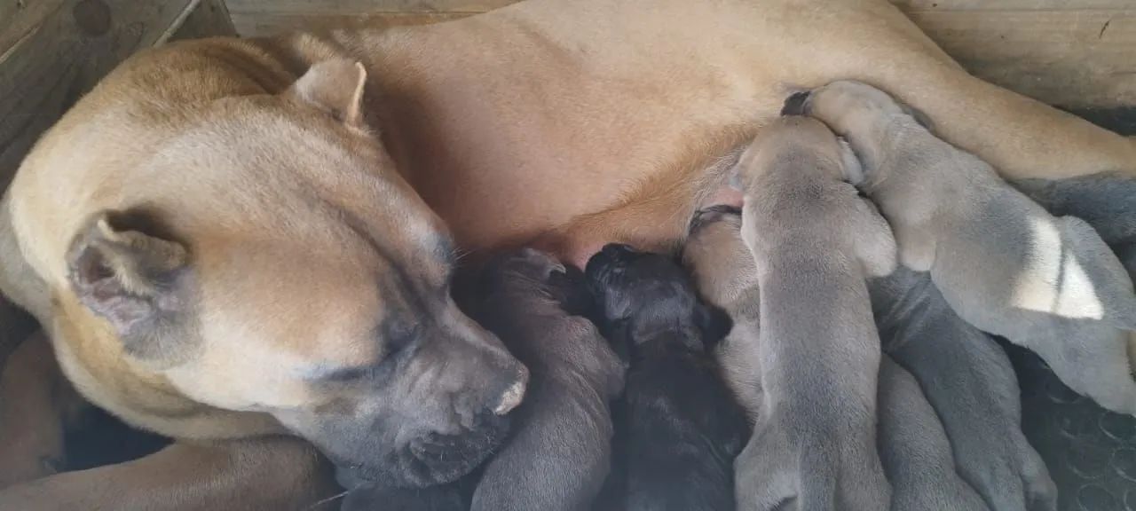 Filhotes de CANE CORSO - Foto 4