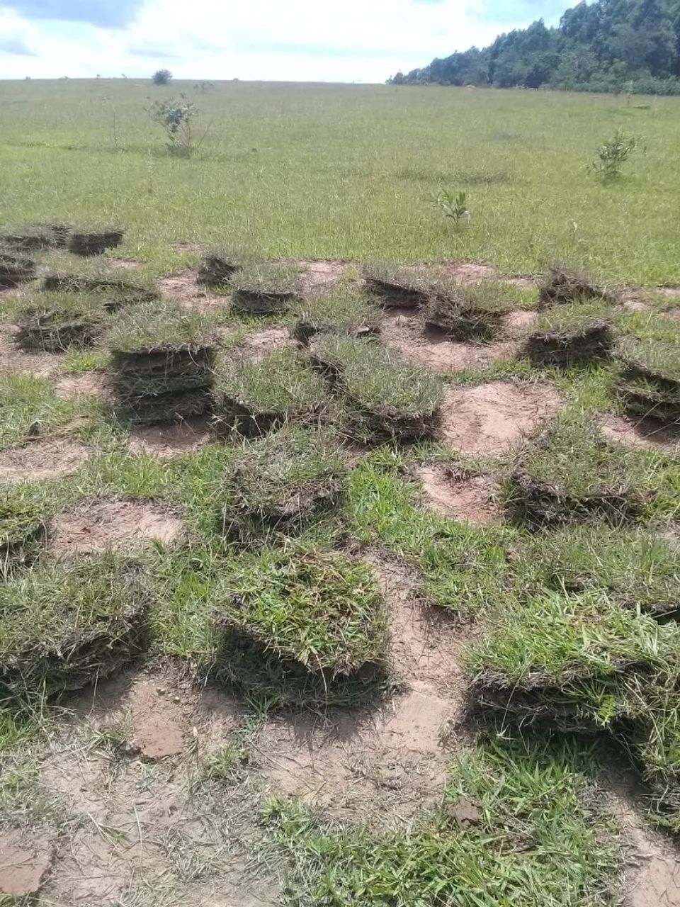 Grama direito da roça  - Foto 2