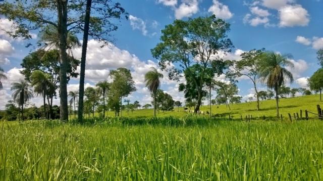 Fazenda em FORMOSA - GO, p/ Pecuária - Foto 13