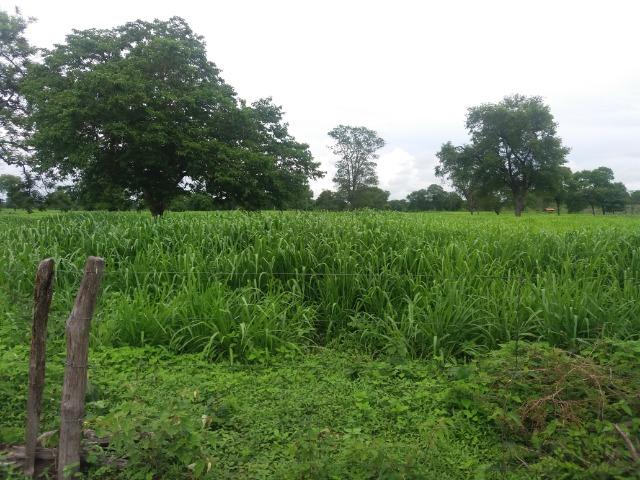 215A/Fazenda de 485 ha com outorga para irrigação às margens do Rio São Francisco - Foto 2