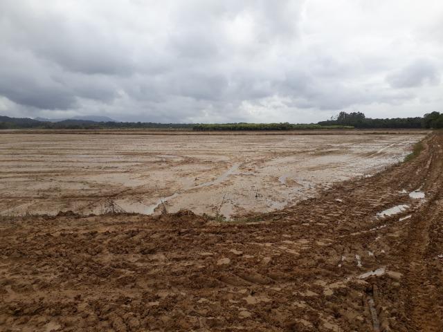 Fazenda Linda para Plantio de Arroz, Aceita parte Parcelado - Foto 12