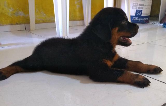 Filhotes de Rottweiler - Foto 3