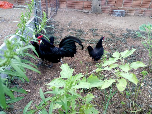 Aves ornamentais