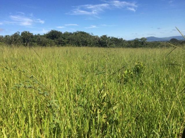 100 Alq. Planta 20 Vermelha Formada Montada Represa na Porta Iporá GO - Foto 15