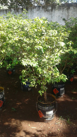 Frutíferas com Frutos-limão taiti, rosa, galego, pokan, jabuticaba-Coco anão Produzindo - Foto 3