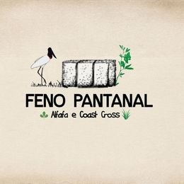 Feno de tifton, coast-cross e alfafa   - Foto 2