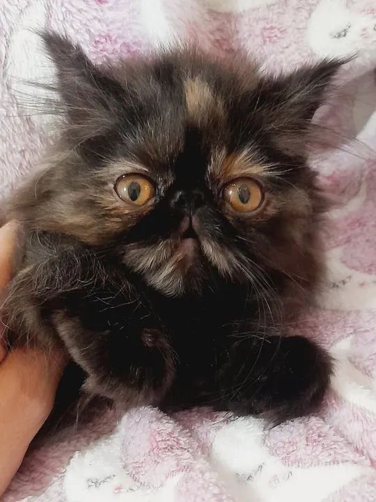 PERSA SHOW Fêmea - cor BlackTortie - Foto 6