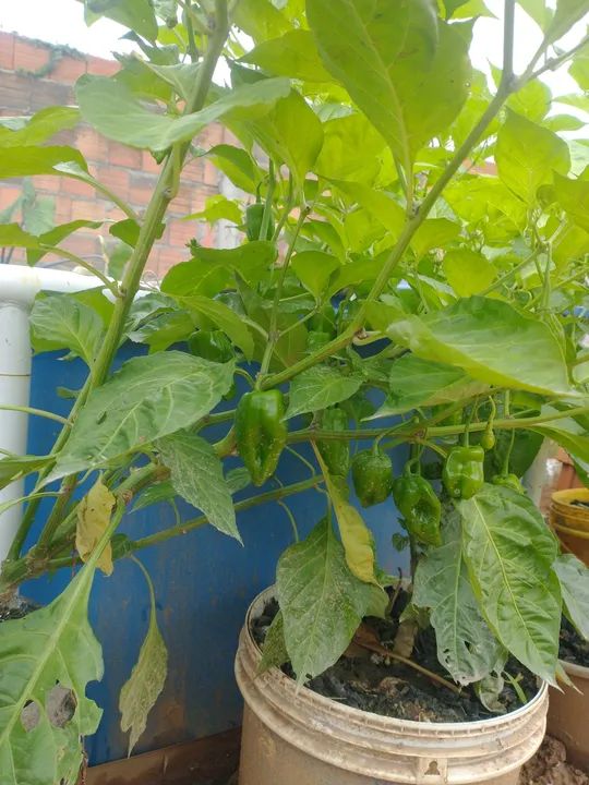 Mudas de Pimenta do norte  - Foto 3