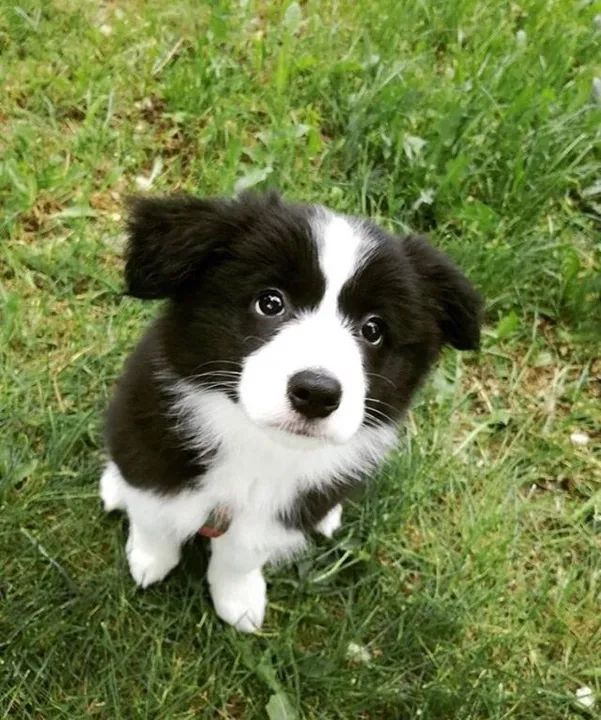 Border Collie incrível raça 