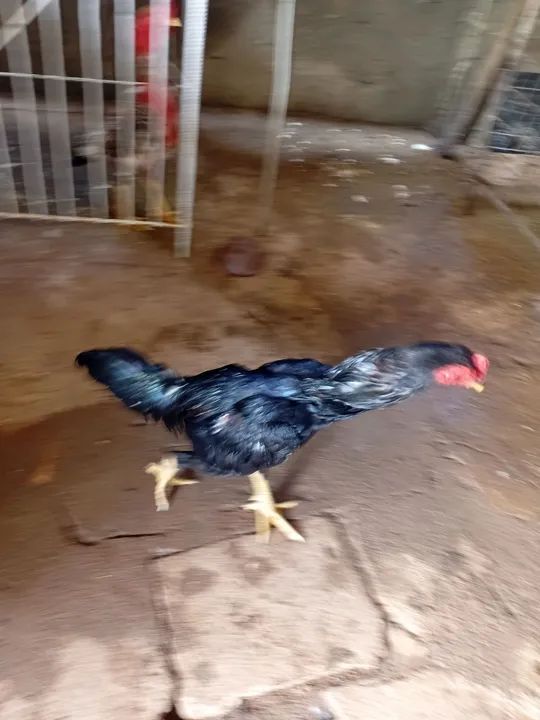 Galinha brahma - Foto 4