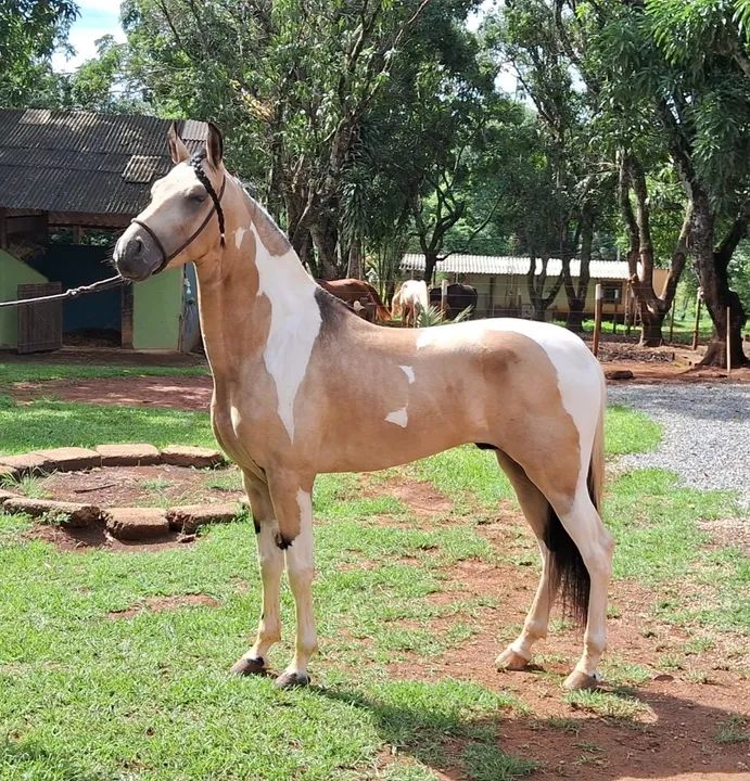 Mangalarga baia pampa marcha centro/picada - Foto 4