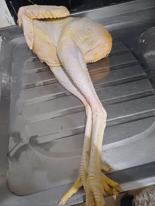 Frango caipira - Foto 3