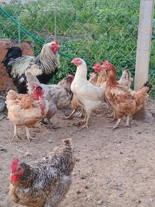 Galinhas caipira à venda - Foto 3