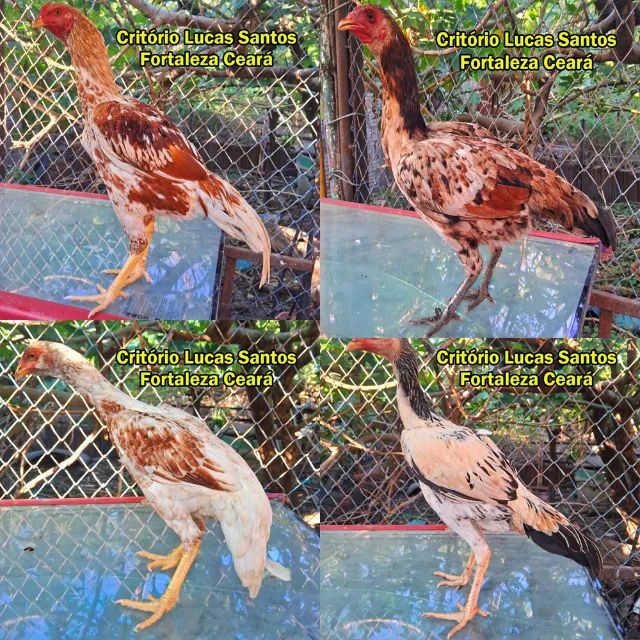 Galinhas aqui - Foto 5