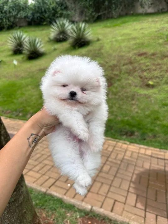 Filhote de Spitz Alemão Branco - anao 