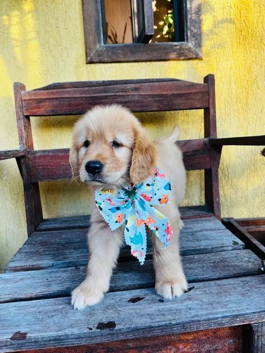 - Golden fêmea pedigree/ microchip opcional - tenho machinho - Foto 5