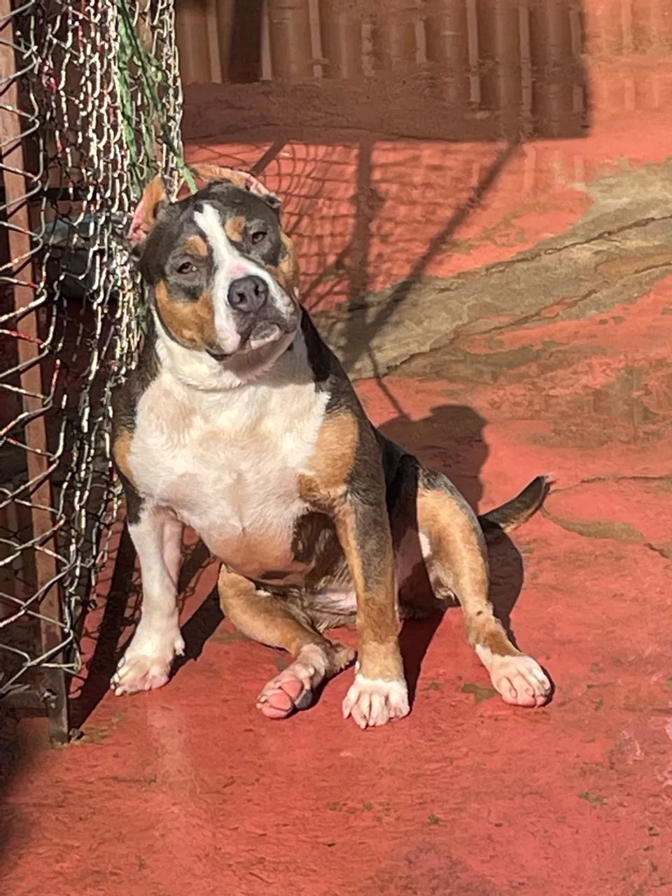 American bully  - Foto 2
