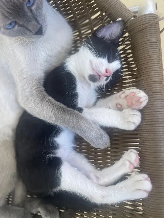 Para doação um macho e uma fêmea  - Foto 5