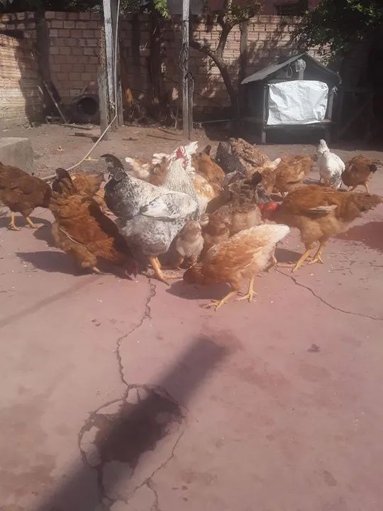 Vendo galinhas  caipira  - Foto 3