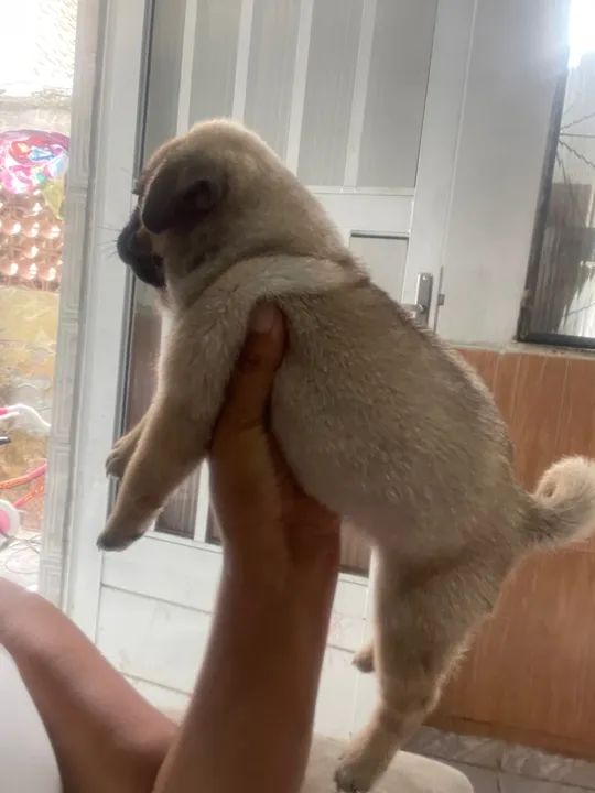 Filhotes de Pug lindos e fofinhos  - Foto 5