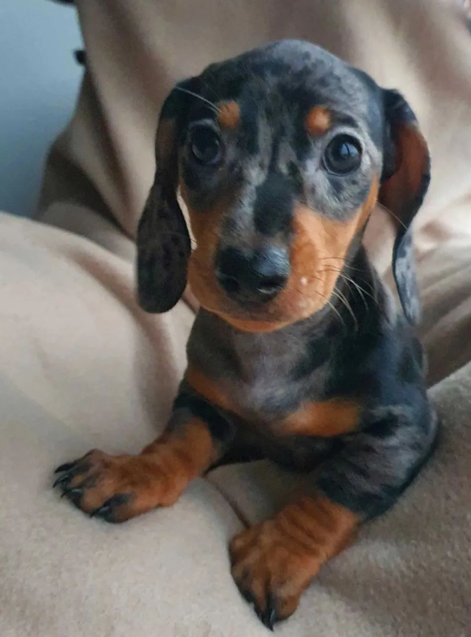 Teckel Cães com Pedigree e Contrato de Origem ? Vacinas Importadas Incluídas!